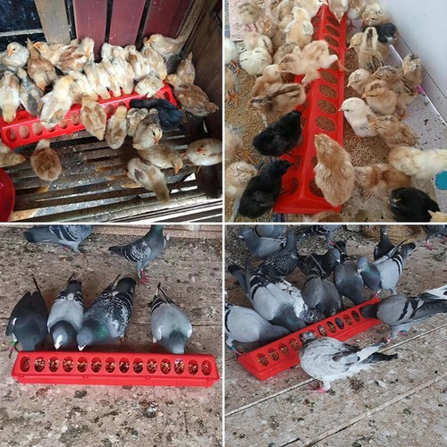 Plastic flip top chicken - flip,