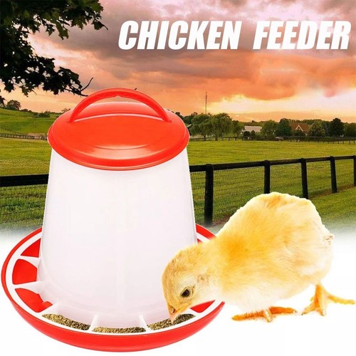 Poultry feeding automatic - poultry,