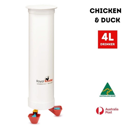 Royal rooster chicken - rooster, /