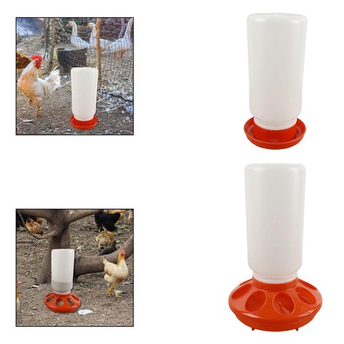 Chicken feeder waterer - chicken,
