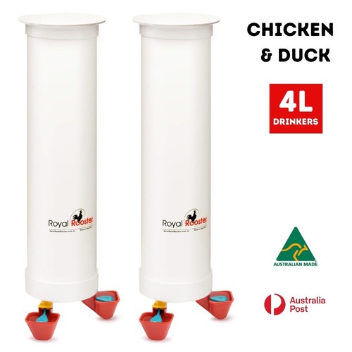 Royal rooster chicken - royal,