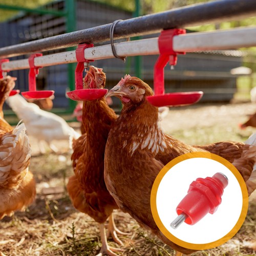 Pcs chicken water - 20,
