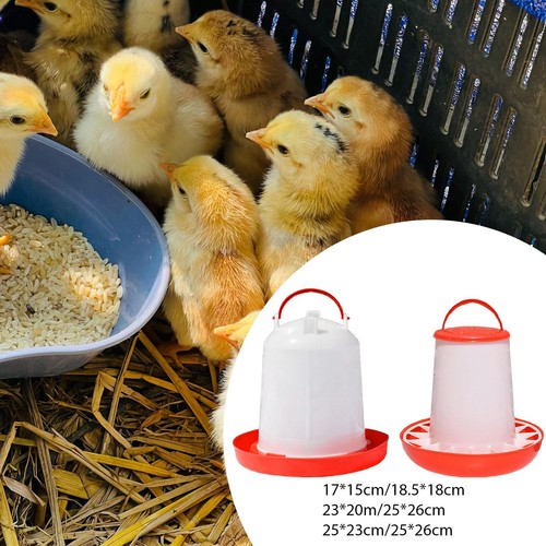 Chicken feeder waterer - chicken,