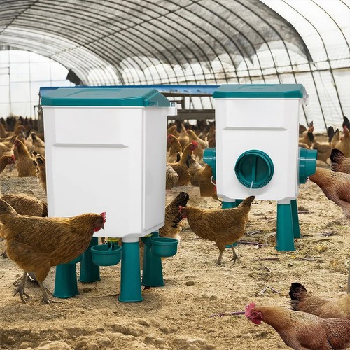 Chicken poultry feeder - chicken,