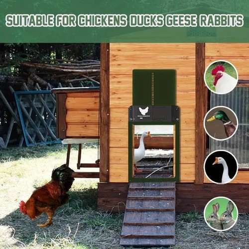 Automatic chicken coop door - chicken,